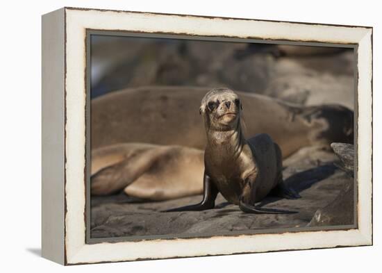 USA, California, La Jolla. Baby sea lion on sand.-Jaynes Gallery-Framed Premier Image Canvas