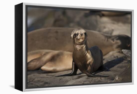 USA, California, La Jolla. Baby sea lion on sand.-Jaynes Gallery-Framed Premier Image Canvas