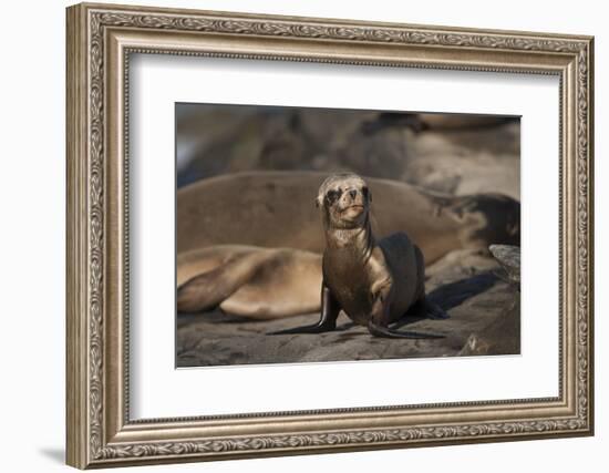 USA, California, La Jolla. Baby sea lion on sand.-Jaynes Gallery-Framed Photographic Print