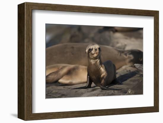 USA, California, La Jolla. Baby sea lion on sand.-Jaynes Gallery-Framed Photographic Print