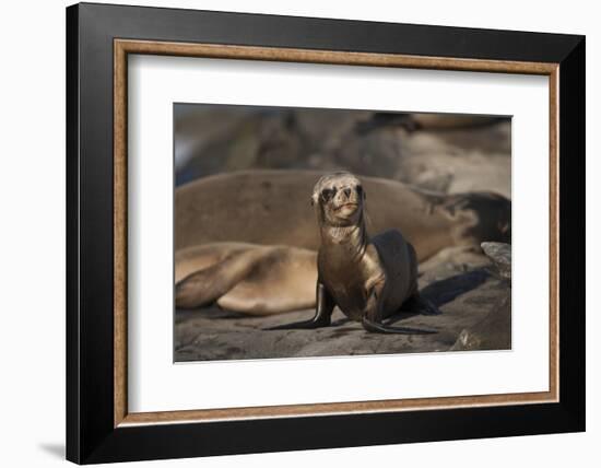 USA, California, La Jolla. Baby sea lion on sand.-Jaynes Gallery-Framed Photographic Print