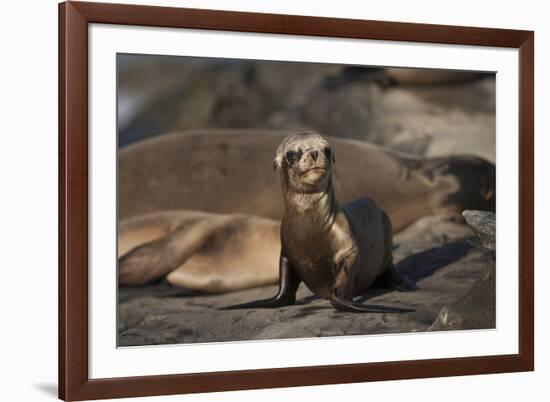 USA, California, La Jolla. Baby sea lion on sand.-Jaynes Gallery-Framed Premium Photographic Print