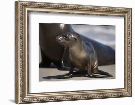 USA, California, La Jolla. Baby sea lion on sand.-Jaynes Gallery-Framed Photographic Print