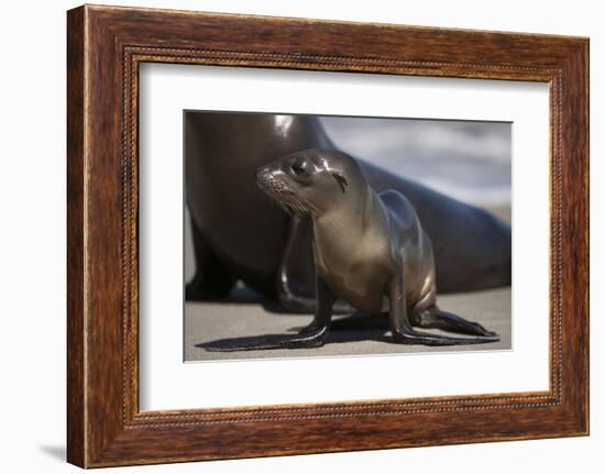 USA, California, La Jolla. Baby sea lion on sand.-Jaynes Gallery-Framed Photographic Print