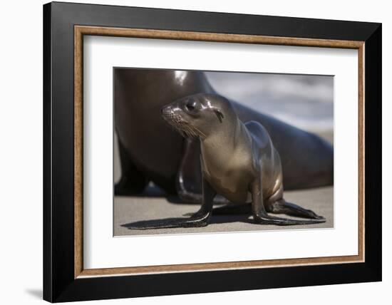 USA, California, La Jolla. Baby sea lion on sand.-Jaynes Gallery-Framed Photographic Print