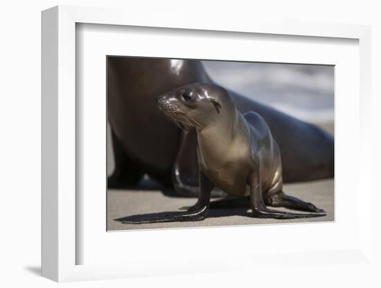 USA, California, La Jolla. Baby sea lion on sand.-Jaynes Gallery-Framed Photographic Print