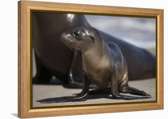 USA, California, La Jolla. Baby sea lion on sand.-Jaynes Gallery-Framed Premier Image Canvas