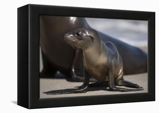 USA, California, La Jolla. Baby sea lion on sand.-Jaynes Gallery-Framed Premier Image Canvas