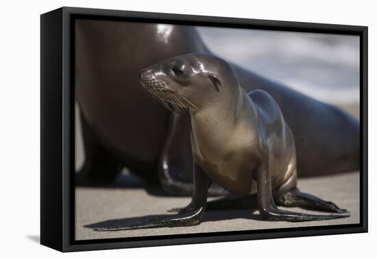 USA, California, La Jolla. Baby sea lion on sand.-Jaynes Gallery-Framed Premier Image Canvas