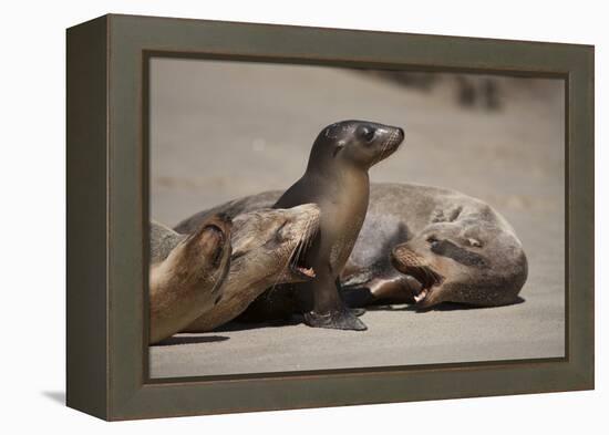 USA, California, La Jolla. Baby sea lion with s on beach.-Jaynes Gallery-Framed Premier Image Canvas