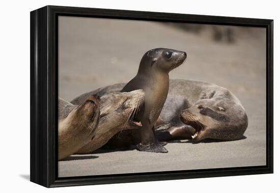 USA, California, La Jolla. Baby sea lion with s on beach.-Jaynes Gallery-Framed Premier Image Canvas