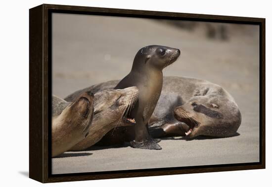 USA, California, La Jolla. Baby sea lion with s on beach.-Jaynes Gallery-Framed Premier Image Canvas