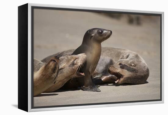 USA, California, La Jolla. Baby sea lion with s on beach.-Jaynes Gallery-Framed Premier Image Canvas