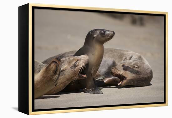 USA, California, La Jolla. Baby sea lion with s on beach.-Jaynes Gallery-Framed Premier Image Canvas