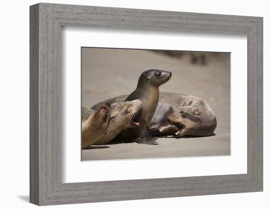 USA, California, La Jolla. Baby sea lion with s on beach.-Jaynes Gallery-Framed Photographic Print