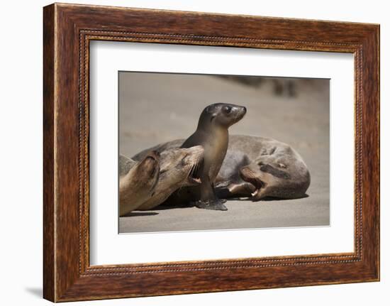 USA, California, La Jolla. Baby sea lion with s on beach.-Jaynes Gallery-Framed Photographic Print