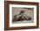 USA, California, La Jolla. Baby sea lion with s on beach.-Jaynes Gallery-Framed Photographic Print