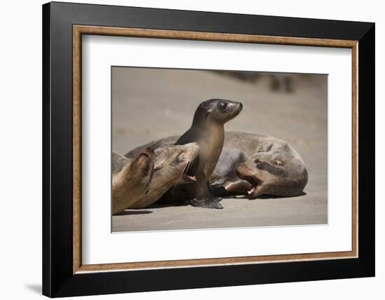 USA, California, La Jolla. Baby sea lion with s on beach.-Jaynes Gallery-Framed Photographic Print