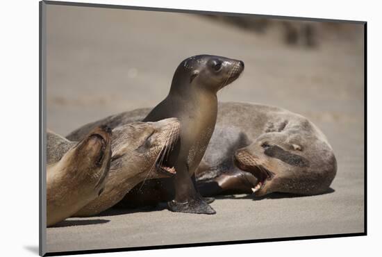 USA, California, La Jolla. Baby sea lion with s on beach.-Jaynes Gallery-Mounted Photographic Print