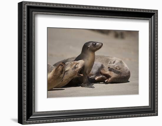 USA, California, La Jolla. Baby sea lion with s on beach.-Jaynes Gallery-Framed Photographic Print