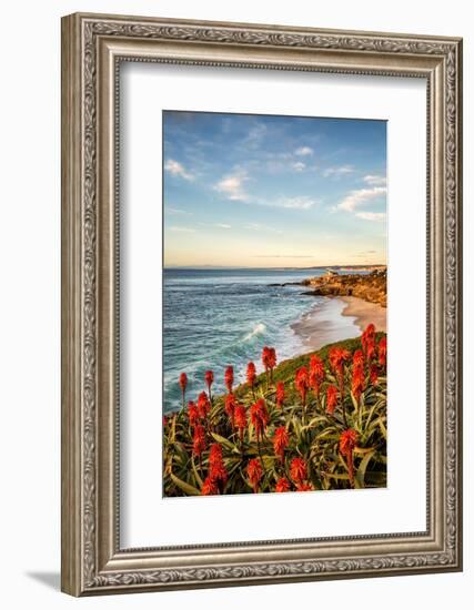 USA, California, La Jolla. Blooming aloe and Wipeout Beach-Ann Collins-Framed Photographic Print