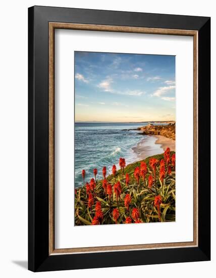 USA, California, La Jolla. Blooming aloe and Wipeout Beach-Ann Collins-Framed Photographic Print