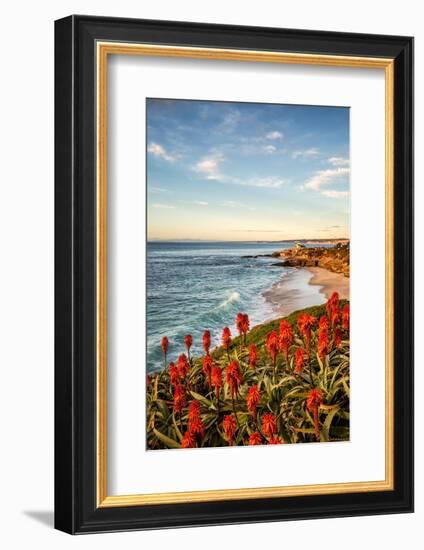 USA, California, La Jolla. Blooming aloe and Wipeout Beach-Ann Collins-Framed Photographic Print