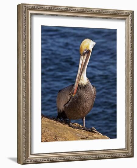 USA, California, La Jolla. Brown Pelican with Breeding Plumage Near La Jolla Cove-Ann Collins-Framed Photographic Print