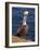 USA, California, La Jolla. Brown Pelican with Breeding Plumage Near La Jolla Cove-Ann Collins-Framed Photographic Print