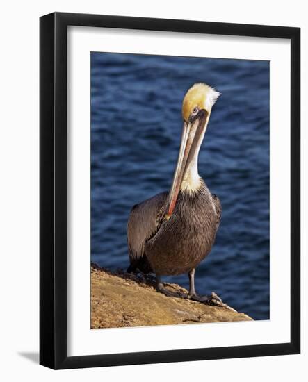 USA, California, La Jolla. Brown Pelican with Breeding Plumage Near La Jolla Cove-Ann Collins-Framed Photographic Print