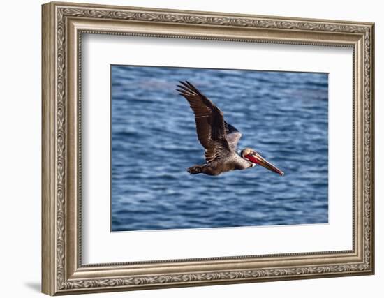 USA, California, La Jolla. Brown Pelican with Breeding Plumage Near La Jolla Cove-Ann Collins-Framed Photographic Print