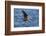 USA, California, La Jolla. Brown Pelican with Breeding Plumage Near La Jolla Cove-Ann Collins-Framed Photographic Print