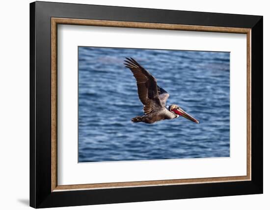 USA, California, La Jolla. Brown Pelican with Breeding Plumage Near La Jolla Cove-Ann Collins-Framed Photographic Print