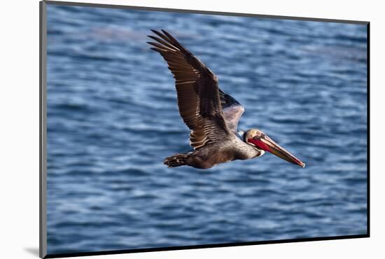 USA, California, La Jolla. Brown Pelican with Breeding Plumage Near La Jolla Cove-Ann Collins-Mounted Photographic Print