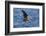 USA, California, La Jolla. Brown Pelican with Breeding Plumage Near La Jolla Cove-Ann Collins-Framed Photographic Print