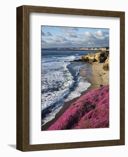 USA, California, La Jolla, Flowers Along the Pacific Coast-Christopher Talbot Frank-Framed Premium Photographic Print