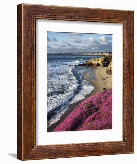 USA, California, La Jolla, Flowers Along the Pacific Coast-Christopher Talbot Frank-Framed Premium Photographic Print
