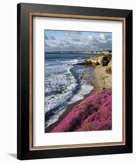 USA, California, La Jolla, Flowers Along the Pacific Coast-Christopher Talbot Frank-Framed Premium Photographic Print