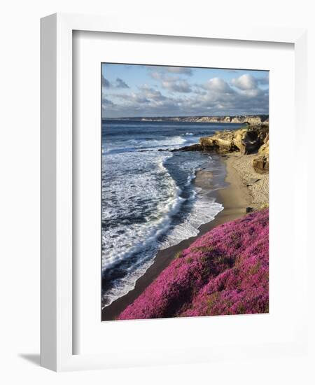 USA, California, La Jolla, Flowers Along the Pacific Coast-Christopher Talbot Frank-Framed Premium Photographic Print