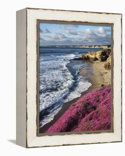 USA, California, La Jolla, Flowers Along the Pacific Coast-Christopher Talbot Frank-Framed Premier Image Canvas