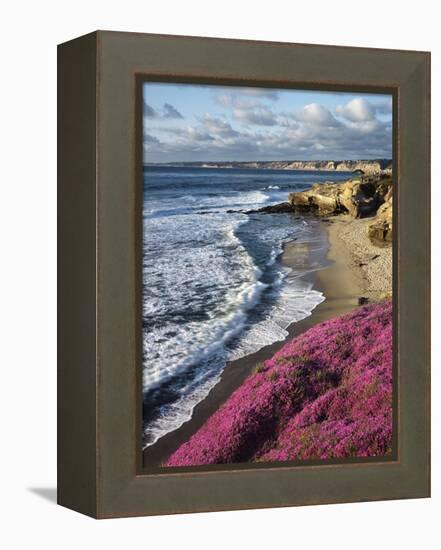 USA, California, La Jolla, Flowers Along the Pacific Coast-Christopher Talbot Frank-Framed Premier Image Canvas
