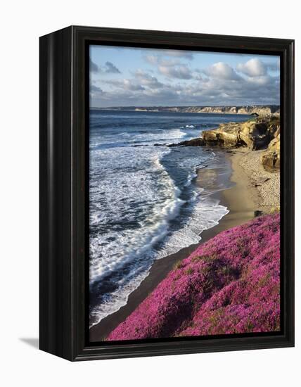 USA, California, La Jolla, Flowers Along the Pacific Coast-Christopher Talbot Frank-Framed Premier Image Canvas