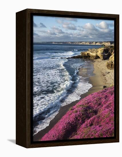 USA, California, La Jolla, Flowers Along the Pacific Coast-Christopher Talbot Frank-Framed Premier Image Canvas