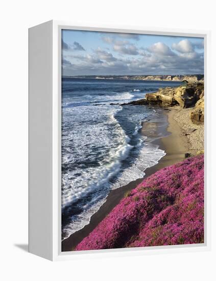 USA, California, La Jolla, Flowers Along the Pacific Coast-Christopher Talbot Frank-Framed Premier Image Canvas