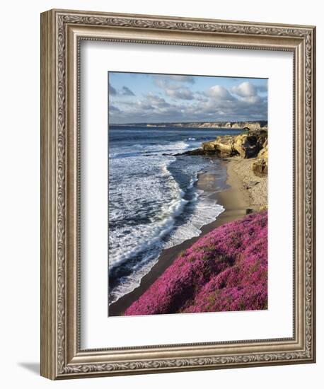 USA, California, La Jolla, Flowers Along the Pacific Coast-Christopher Talbot Frank-Framed Photographic Print