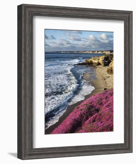 USA, California, La Jolla, Flowers Along the Pacific Coast-Christopher Talbot Frank-Framed Photographic Print