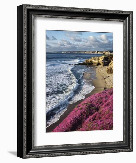 USA, California, La Jolla, Flowers Along the Pacific Coast-Christopher Talbot Frank-Framed Photographic Print