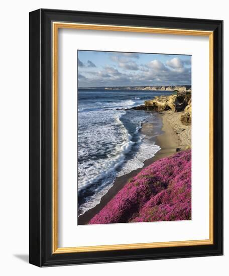 USA, California, La Jolla, Flowers Along the Pacific Coast-Christopher Talbot Frank-Framed Photographic Print