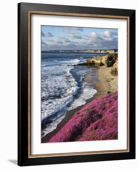 USA, California, La Jolla, Flowers Along the Pacific Coast-Christopher Talbot Frank-Framed Photographic Print