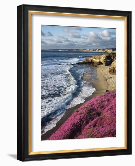 USA, California, La Jolla, Flowers Along the Pacific Coast-Christopher Talbot Frank-Framed Photographic Print